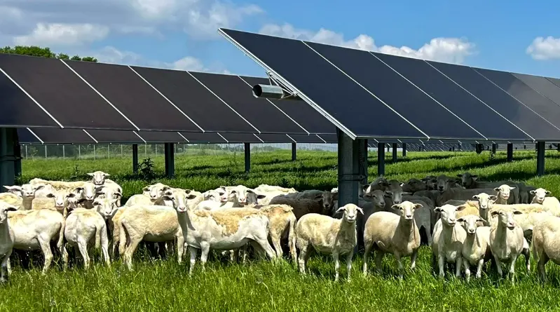 Schapen en Zonneparken